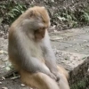 Top Animais engraçados 🤣 8