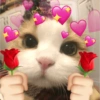 Gatitos de amor 😺💘💞 14