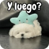 Reacciones Perritos coquetos 🐶 9