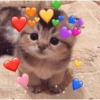 GATOS CHEIOS DE AMOR 💕 11