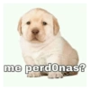 me perdonas?