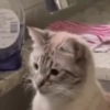 Gatos 5
