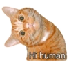 Hi human