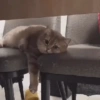 Gatos 30