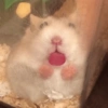 HAMSTER 17