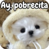 Reacciones Perritos coquetos 🐶 12