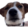 Reações Jack Russell terrier 8