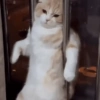 Gatos 23