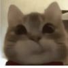 Gatos loucos 🤣🐈 6
