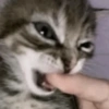 🐈‍⬛🐱🧶 GATOS | CATS 5 🧶🐱🐈‍⬛ 25