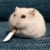 HAMSTER 8
