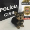 Animais  27