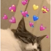 GATOS CHEIOS DE AMOR 💕 9