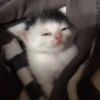 😺 Gatitos 😺 7