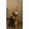 Meme kucing tikus anjing  19