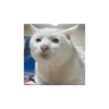 Cat kucing meme 14