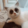 Gatos 15