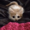 Gatitos 😍 10