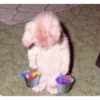 🌈🐈‍⬛✨️Gatos Funny Mood✨️🐈🌈 16