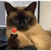Cat images I love 6
