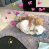 Hearts❤ and cute cats🐱 7