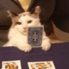 Animais  24