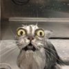Top Animais engraçados 🤣 13