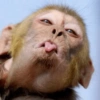 Macaco 🤣🤣🤣 7