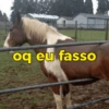 Reações + cavalos 🐎 22