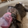 Macaco 17
