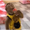 Macaco 16
