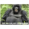 Goril goril 23