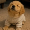 🐕Perros muy funny Dogs 🐶😂 12