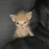 🌈🐈‍⬛✨️Gatos Funny Mood✨️🐈🌈 27