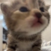 😺 Gatitos 😺 9