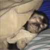 Macacos engraçados 5