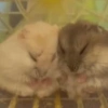 HAMSTER 30