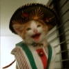 Mariachi Cats🤠😺✨ 6