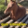 Reações + cavalos 🐎 27