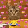 Gatos Amor💖💙💛 10