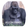 Goril goril 7