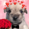💞💖 AMOR 4 💖💞 5