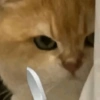 Enojado 8