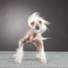 Cachorro meme 6 🌬️