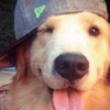 Cool Dog with Cap