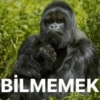 Goril goril 22