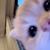 Kucing anjing lucu 15