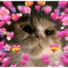 Gatitos de amor 😺💘💞 12