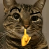 🐈‍⬛🐱🧶 GATOS | CATS 5 🧶🐱🐈‍⬛ 6