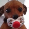 Animais  29
